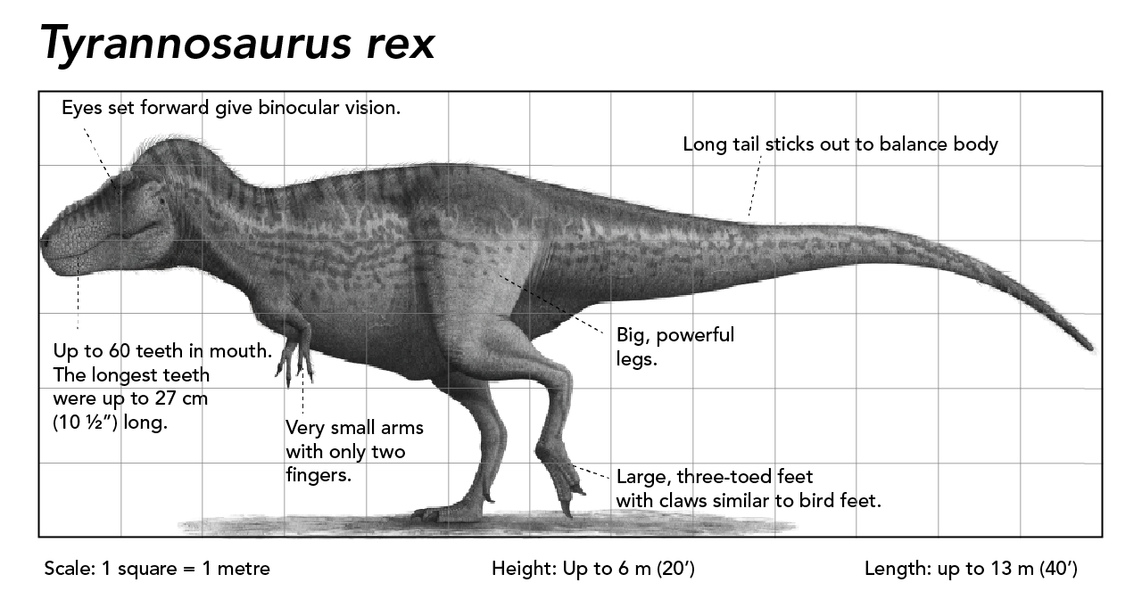 Tyrannosaurus rex illustration on a one metre grid 
