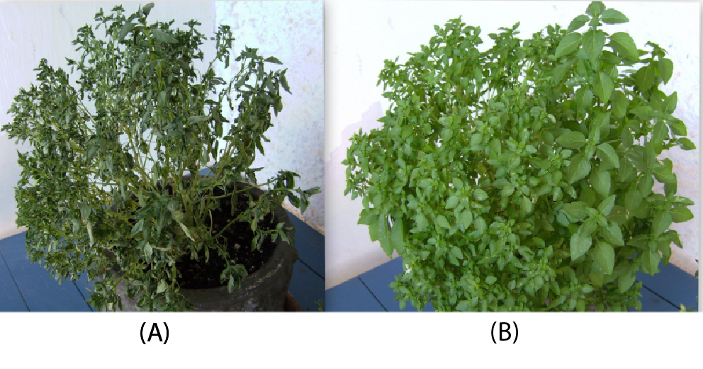 The plant on the left (a) looks wilted, whereas the plant on the right (b) looks healthy 