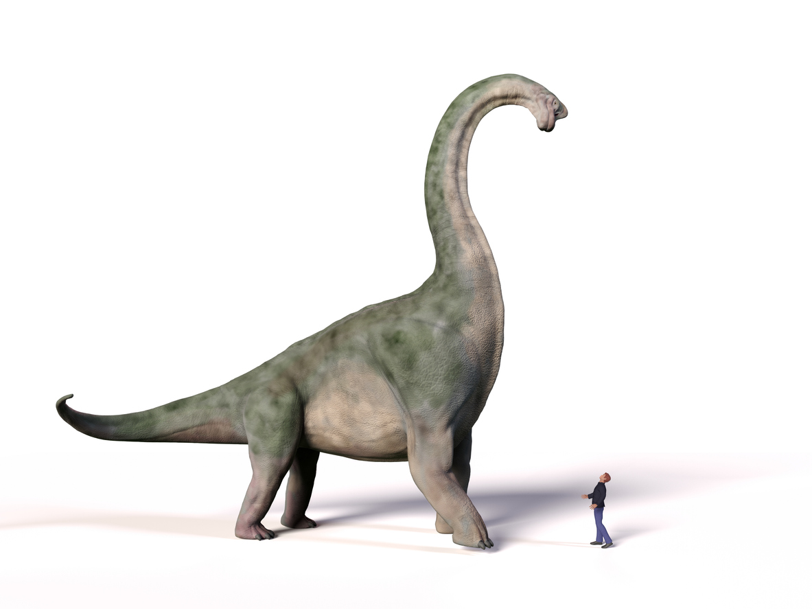 Comparison of a brachiosaurus and a person