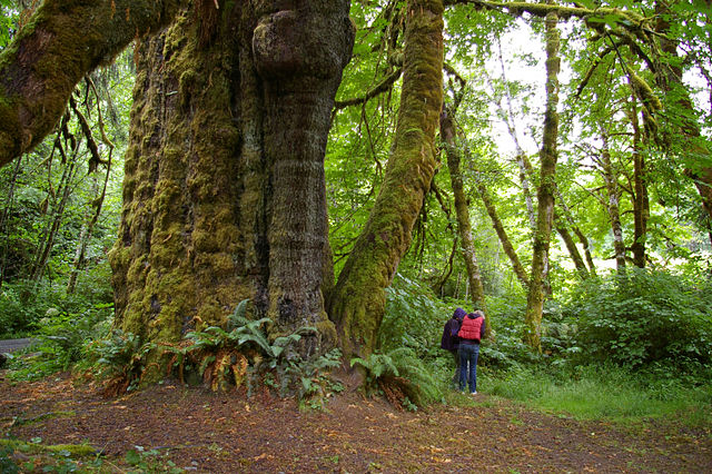 Shown is a colour photograph of a very large tree in a forest.