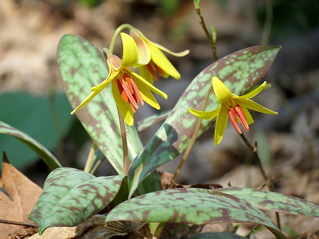 Shown is a colour photo of a Yellow Trout Lily flowering plant.
