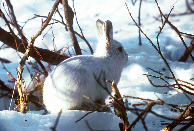 Shown is a colour photograph of an arctic hare in the snow.