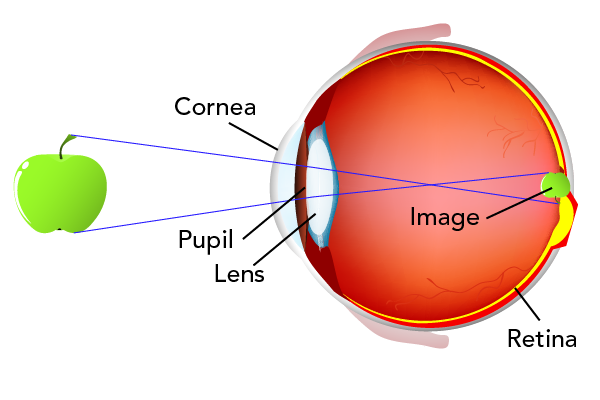 Eye with normal vision 
