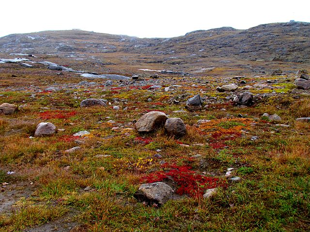 Shown is a colour photograph of an area of the arctic tundra landscape.