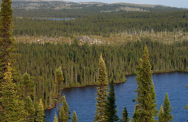 Shown is a colour photograph of low hills, densely packed with coniferous trees, beside a lake.