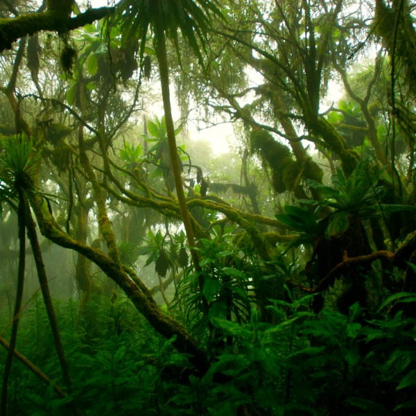 Dense tropical rainforest