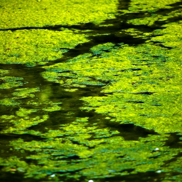 Algae floating on a pond
