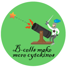 Once activated, B-cells divide and make more cytokines