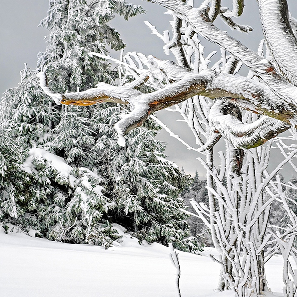 Coniferous and deciduous trees covered in snow