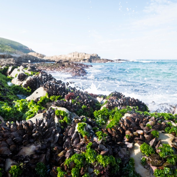 Mussels on a rocky coastline 