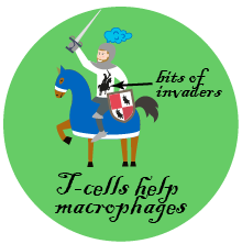 Once activated, T-cells divide and help macrophages