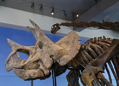 Skeleton of a Triceratops in a museum