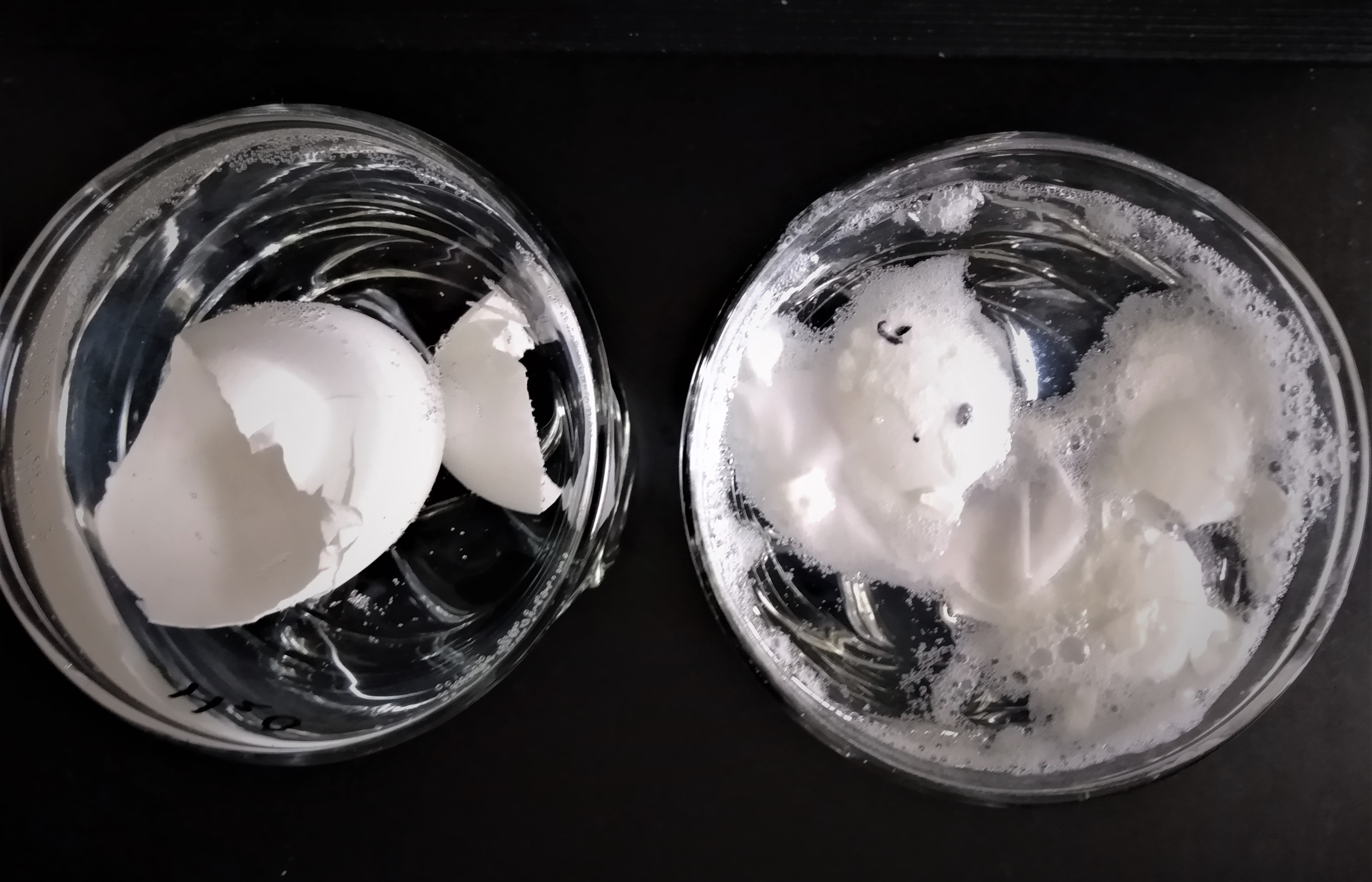 Egg shells in water on the left and in vinegar on the right after 24 hours