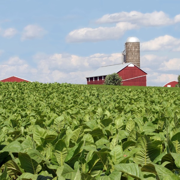 Field of tobacco plants, which are a source of nicotine 