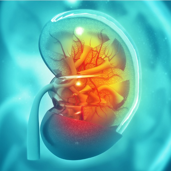 Human kidney cross-section 