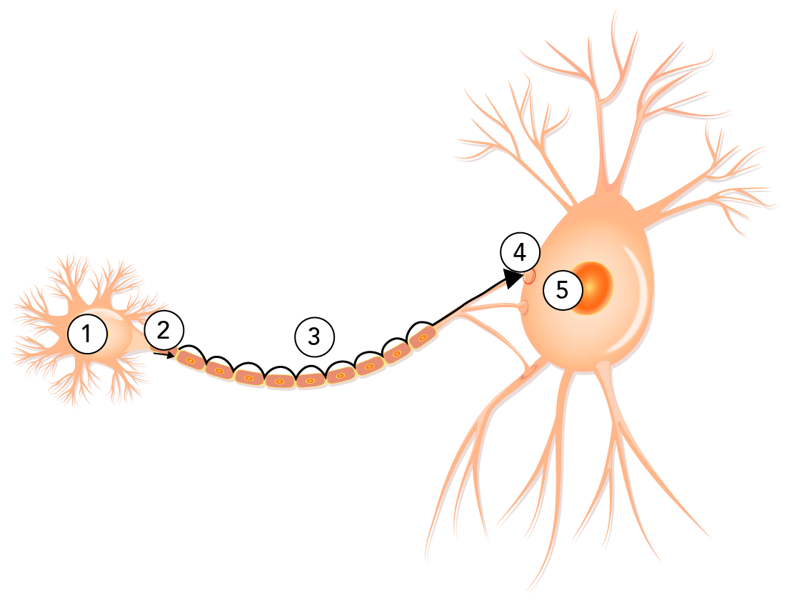 Five key steps for neuron communication