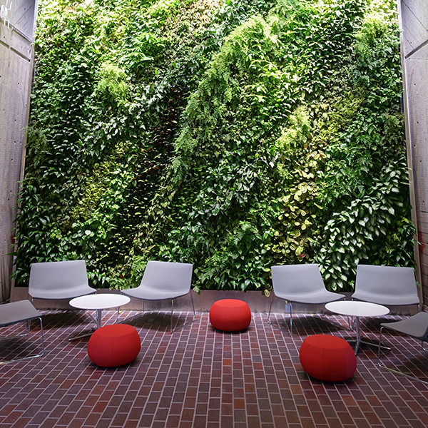 Green walls in Harvard University 
