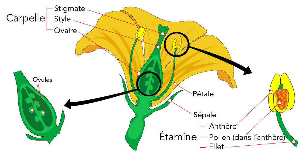 Ce schéma en couleur illustre les parties reproductrices d’une fleur.
