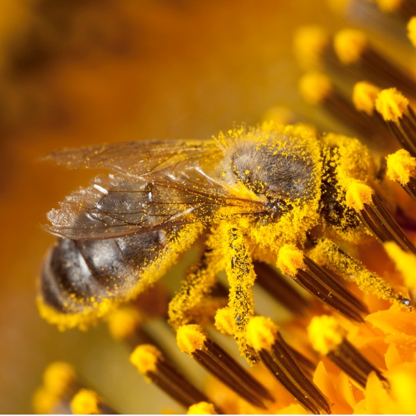 Bee on flower covered in pollen