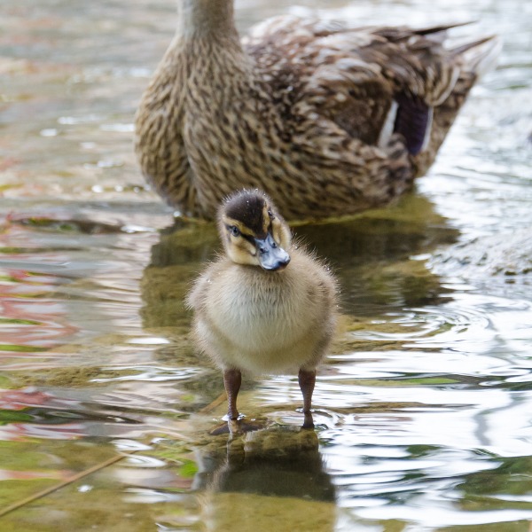 Duckling testing the water