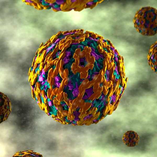 Image is of a close-up of the Yellow Fever virus. 