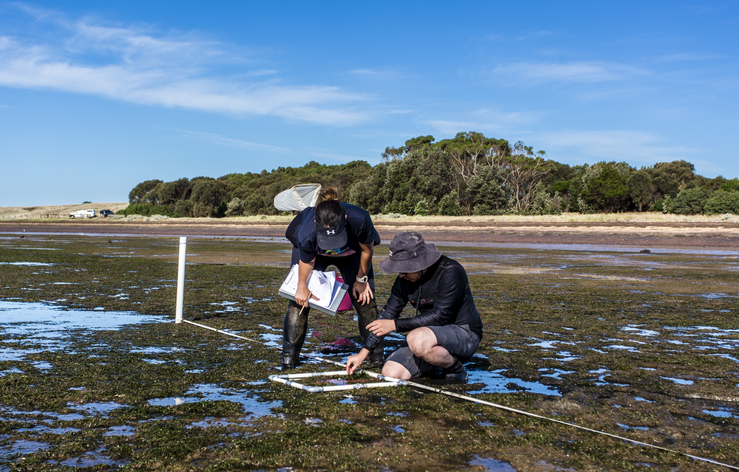 scientists counting sea grass