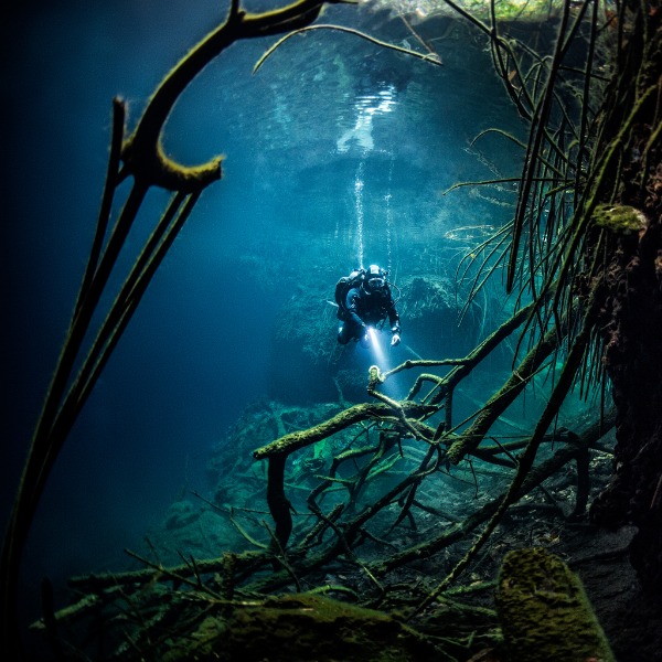 Diver with branches