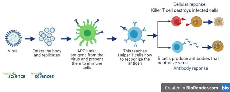 stages of the immune response