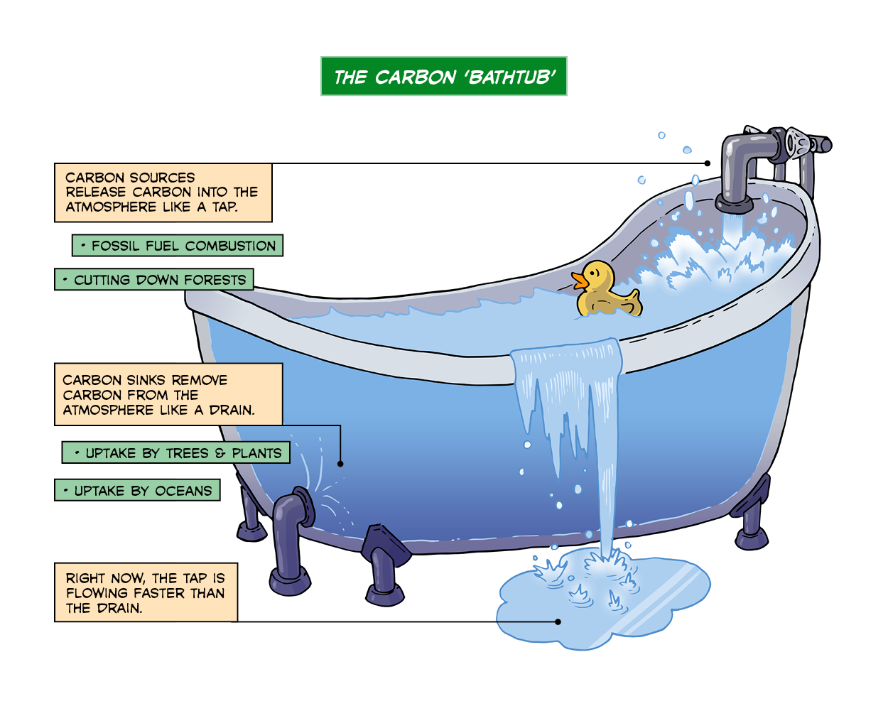 Carbon sources and sinks can be depicted using a bathtub and water