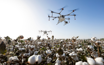 Drones over a cotton field 