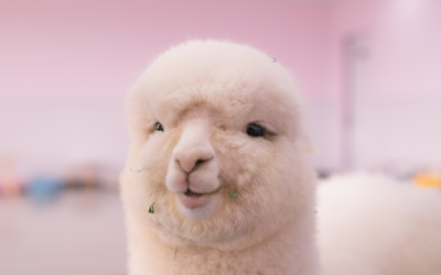 Alpaca with a pink background