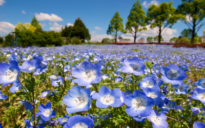 Field of blue flax flowers