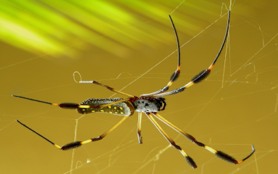 Golden Silk Spider on a web
