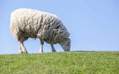 Sheep grazing on a green field