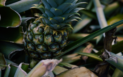 Pineapple in the field in the Phillipines 