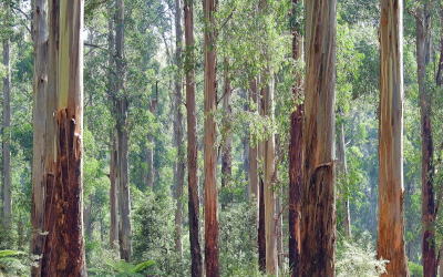 Eucalyptus forest in Australia