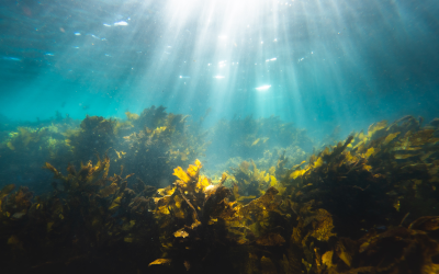 Underwater seaweed forest