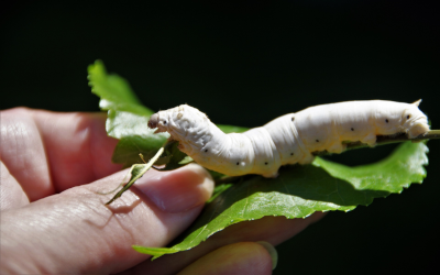 Silkworm on a leaf