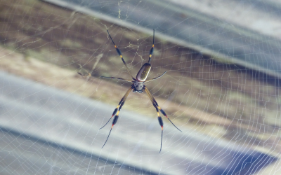 Golden silk spider on a web