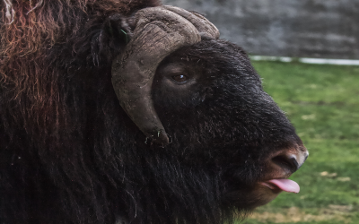 Musk ox sticking its tongue out