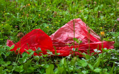 Plastic bag lying in the grass