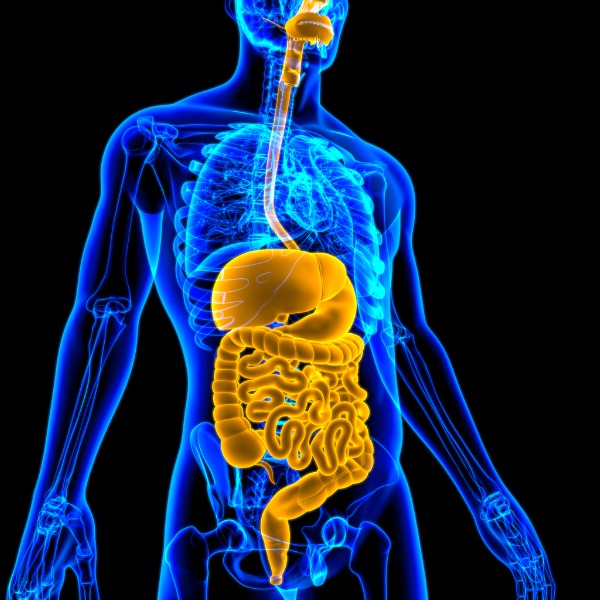 3D rendering of the human digestive system