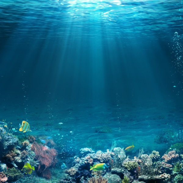 Underwater scene with reef