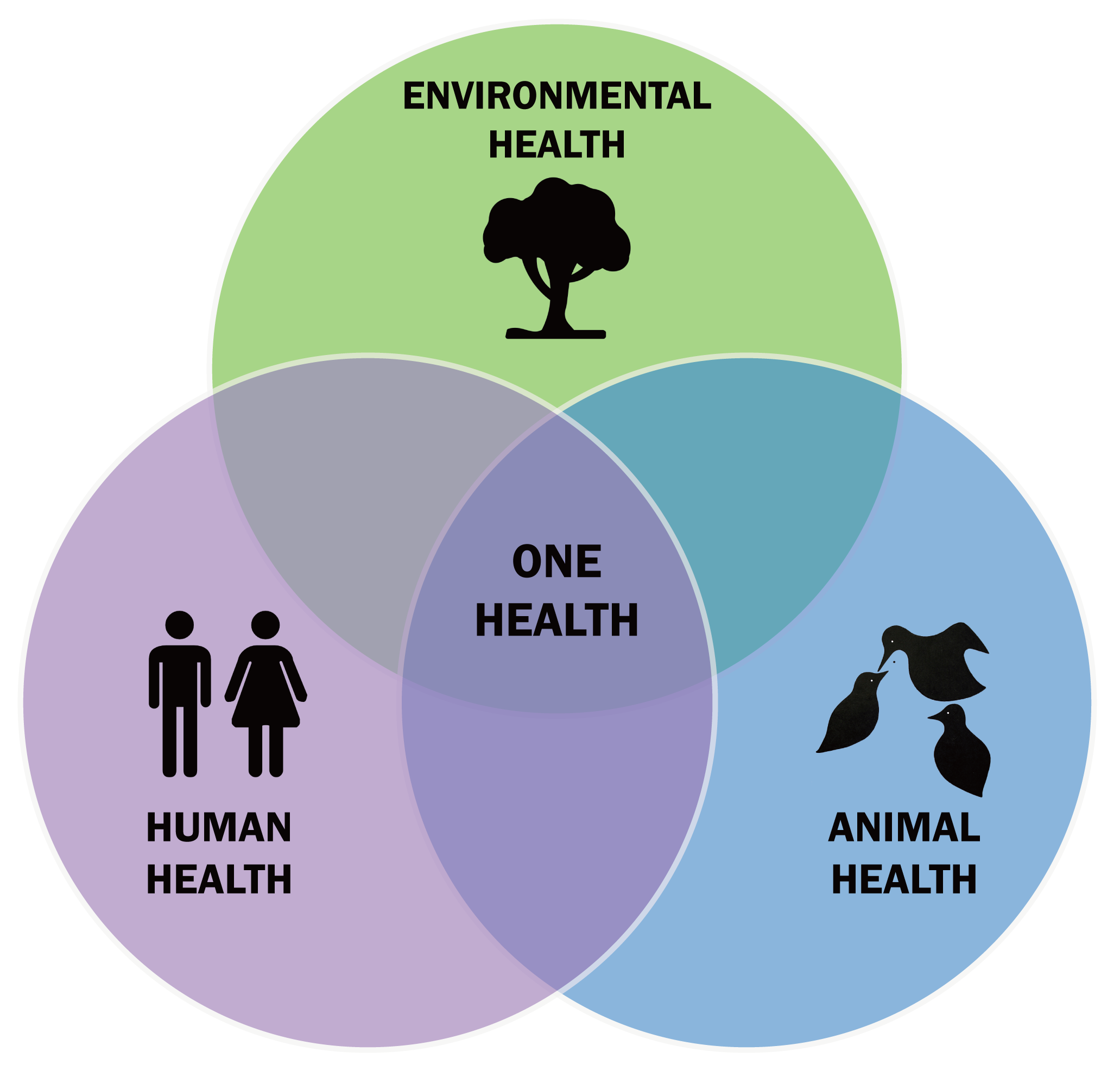 Venn diagram of factors that inform the concept of One Health