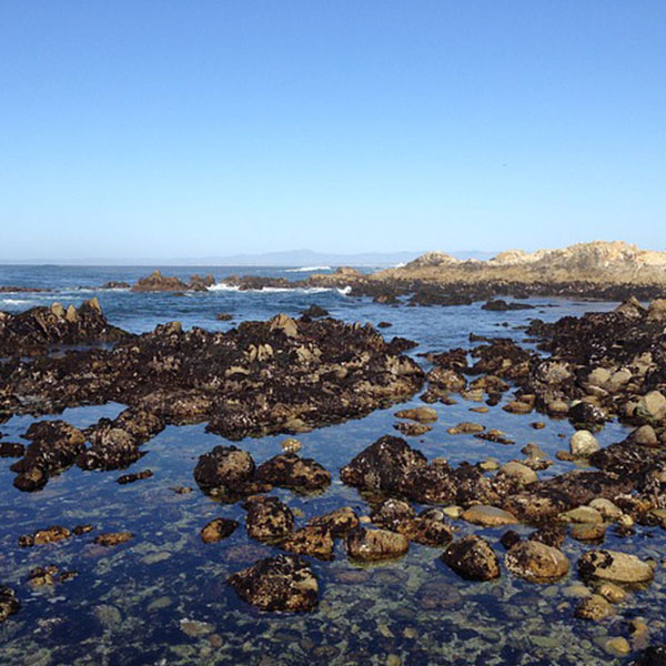 Image of a tide pool