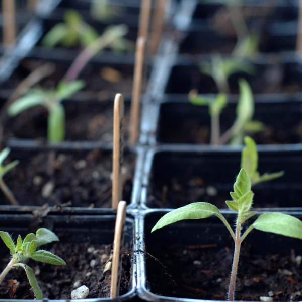 Seedlings in various stages of growth