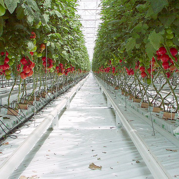 Tomato plants grow in a greenhouse
