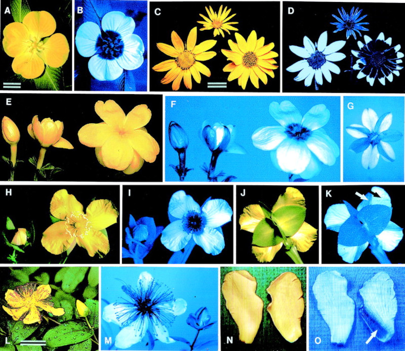 Shown are 15 colour photographs of flowers that appear yellow under visible light, and bright blue under ultraviolet light.