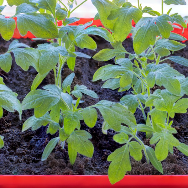 Red-coloured tray of seedlings in soil
