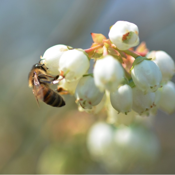 Bee pollinating blueberry flowers